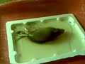 Glue Mouse Traps Are Not Inhumane IF....