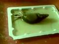 Glue Mouse Traps Are Not Inhumane IF....