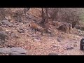 Click here to watch this video Tiger sighting at Ranthambhore National Park May 2012