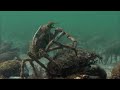 Spider Crabs vs. Stingray