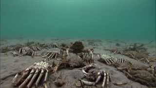 Looks Like Scene From A Weird Sci-Fi Movie - Spider Crabs vs. Stingray