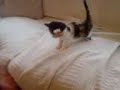 this is toffee when we first bought her home, put her on the chair and look at her playing
