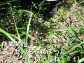名倉作業2008年7月20日
