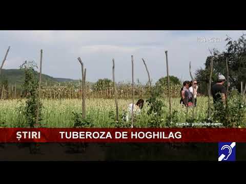 Tuberoza de Hoghilag va fi prima floare din România protejată la nivel european