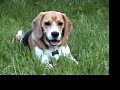 The Hard Life of a Beagle