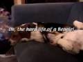 The Hard Life of a Beagle