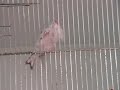 Darrrrek - carduelis  EUMO MUTATION female building nest