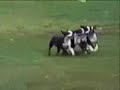 perro chistosos perro chistosos