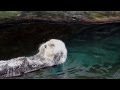 海獺洗臉按摩超可愛！
