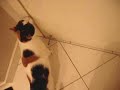 India (the calico cat) Opens the Door