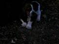 videos de Jasper & Race Car - Nov 17th - 4