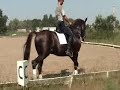 stallion borus