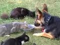 German Shepherd Dog with Cats at www.darnfar.com