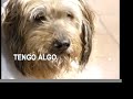 cata de vinos a beneficio de esterilizaciones.mov