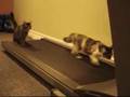 treadmill-cat