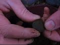 Metal Detecting New England, Digging an Ordnance Button