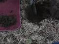 Metal Detecting New England, Digging an Ordnance Button