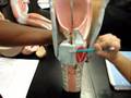 Humananatomy361 larynx and trachea