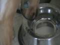 Dog playing in water bowl blows bubbles
