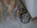 Dog playing in water bowl blows bubbles
