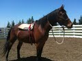 More Horse Sacking Out- Simple Exercise To Help Horses Deal With Fear- Rick Gore Horsemanship