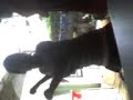 la chika felina