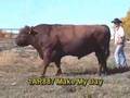Toros Carne - Red Angus - Make My Day
