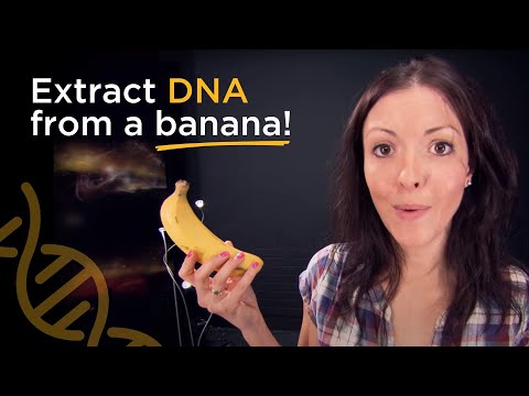 how to isolate dna from hair