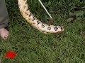 100 Deadly Snakes Confiscated in Kentucky