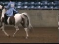Pinto World 2009 saddleseat english Pleasure