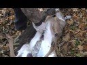 Field Dressing Large Game
