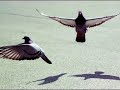UST Singers - Leonardo Dreams of His Flying Machine