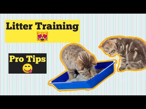 How to Train a Cat to use litter box | 2022 | Cat Toilet Training | urdu / hindi | Chubby Meows