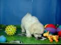 Bichon Frise Hembra COV REF:122 1