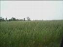 Novara Sideways Novara Sideways