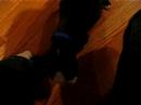 Boston terrier on hardwood floor Boston terrier on hardwood floor