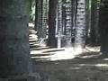 Airsoft Maui Game May, 17 2008 [Part. 2]