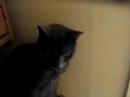 Ari and Morgaine