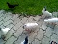 dj-neti-vs-labi-dhe-anduena-tahiri-sme-intereson-remix.html
