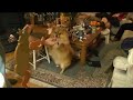 Dawg Shows Honey How to Dance