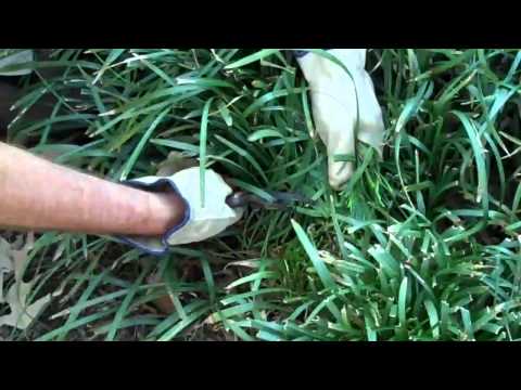 how to transplant monkey grass
