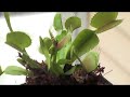 Venus Flytrap In Action Venus Flytrap In Action