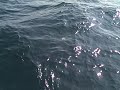 Mexico Beach Florida - Fishing for red snapper with a bream buster