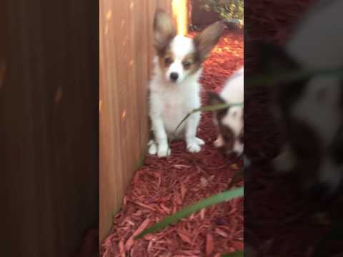 AKC papillon white and sable male 2