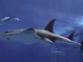 Okinawa Churaumi Aquarium