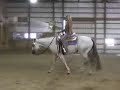 CJ CONCLUSIVE REWARD- ALL AROUND SHOW HORSE, GORGEOUS,QUIET CJ CONCLUSIVE REWARD- ALL AROUND SHOW HORSE, GORGEOUS,QUIET