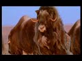 Robert Redford on Saving the Arctic Refuge