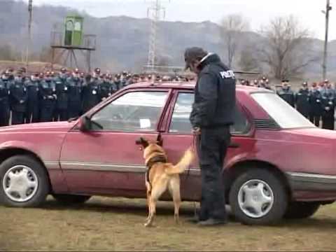 Politistii si cainii politisti