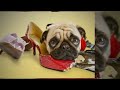Click here to watch this video Private Dog Training Lessons Rancho Santa Fe CA Dog Trainers