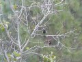 Great Barbet